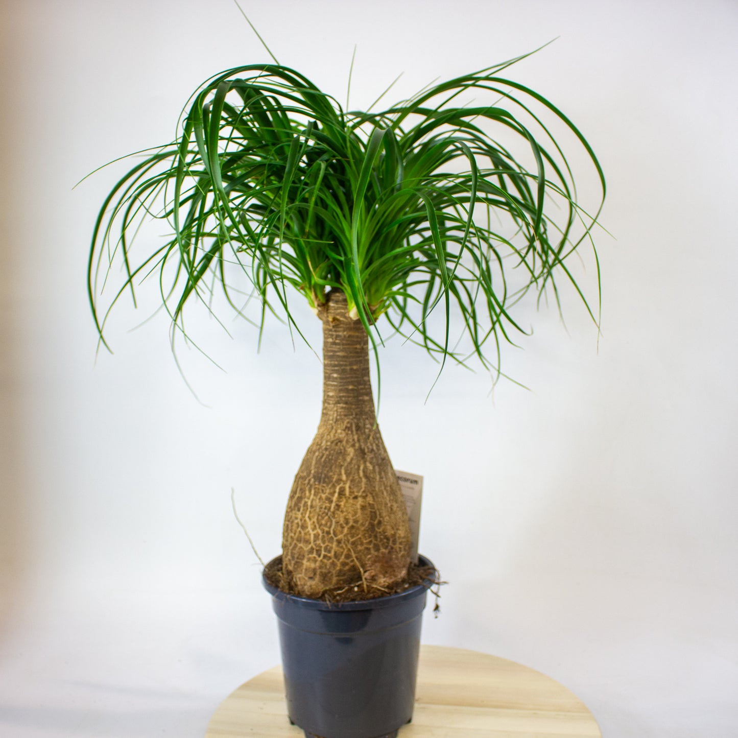Beaucarnea Recurvata 17cm H60cm