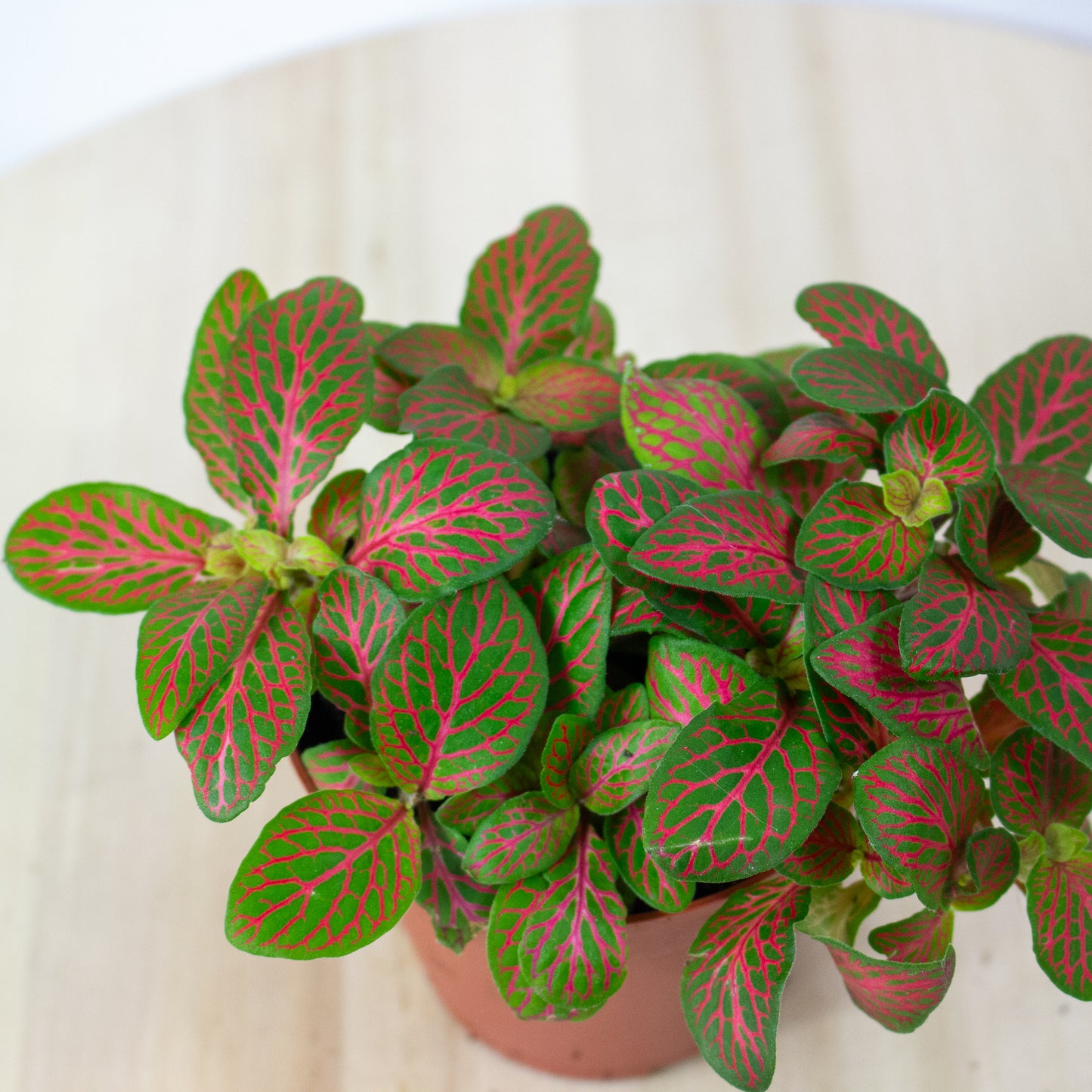 Fittonia Mosaic Skeleton 8.5cm H12cm