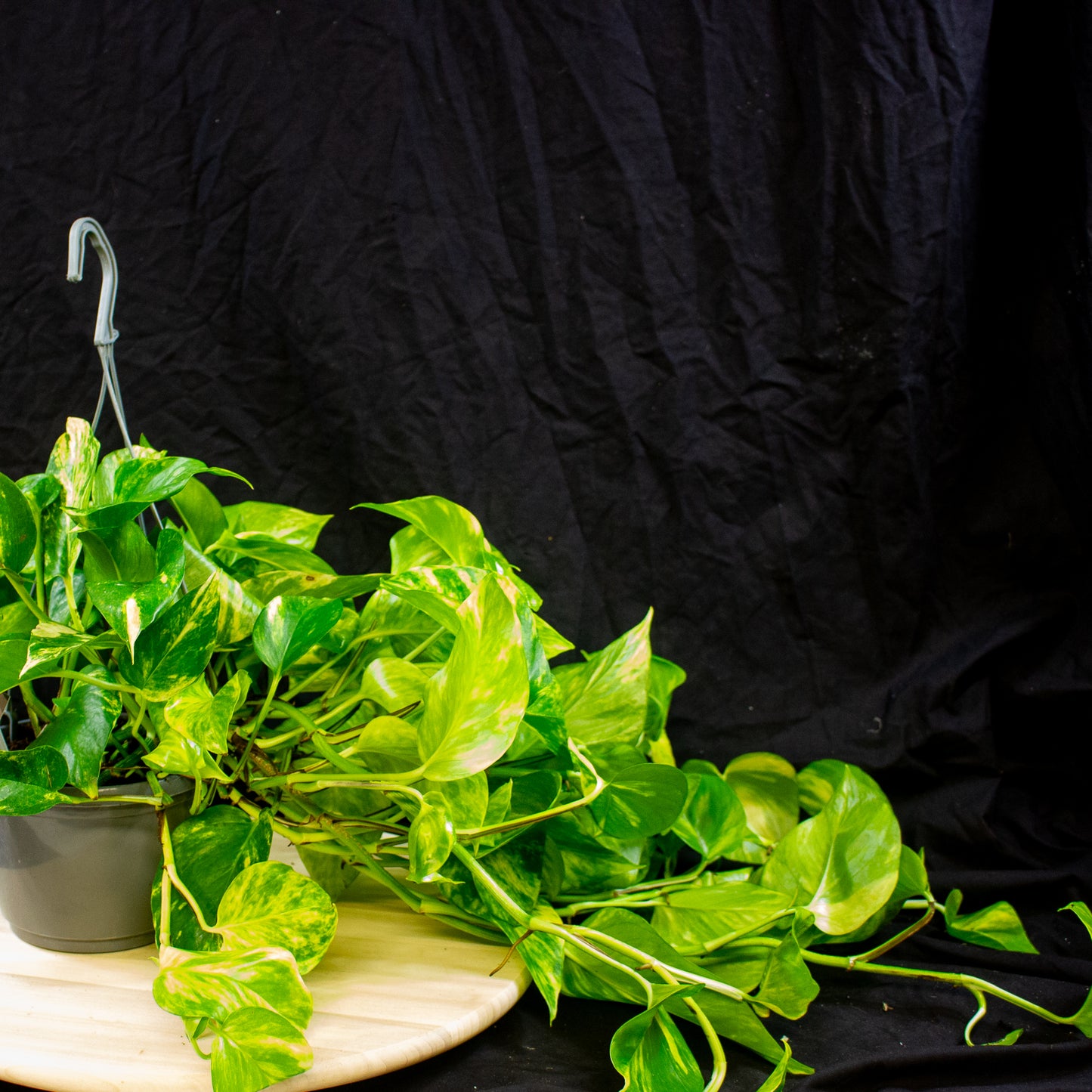 Epipremnum aureum 15cm H45cm