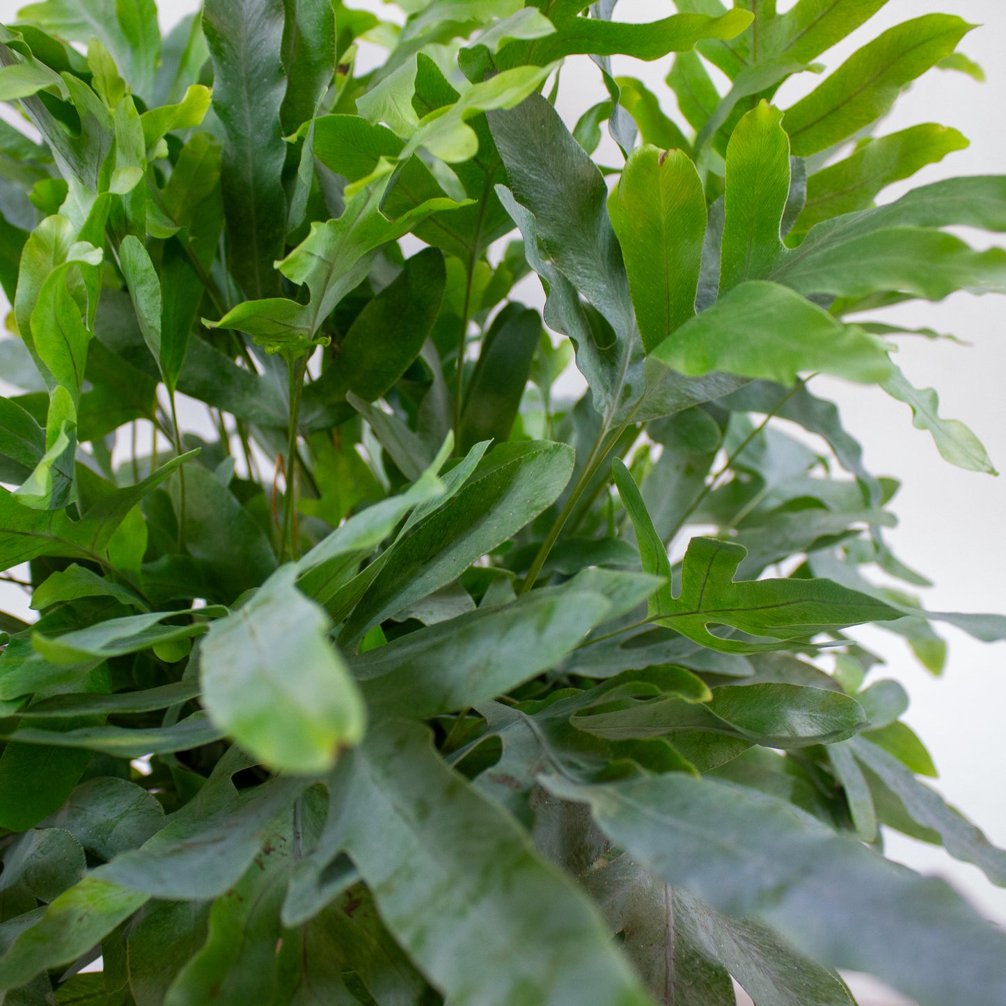 Phlebodium aureum 'Blue Star' 17cm H60cm