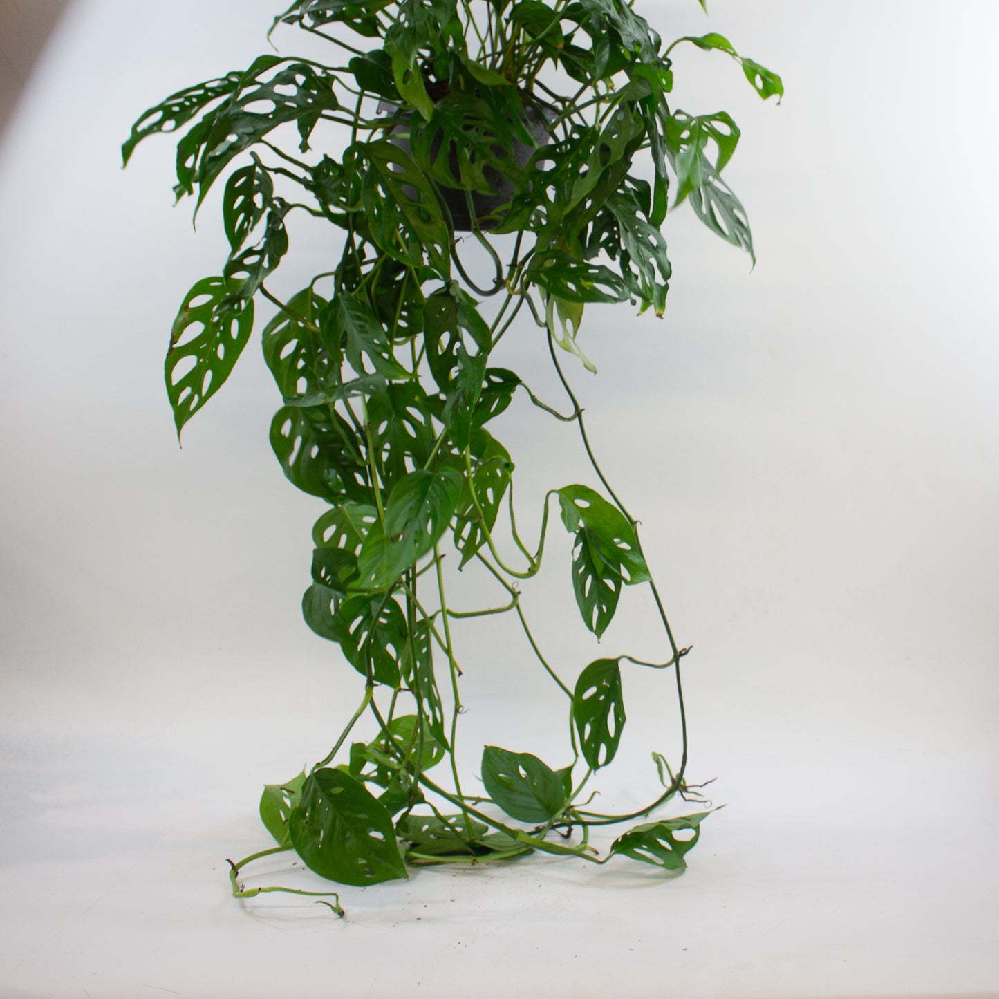Monstera adansonii 17cm H40cm
