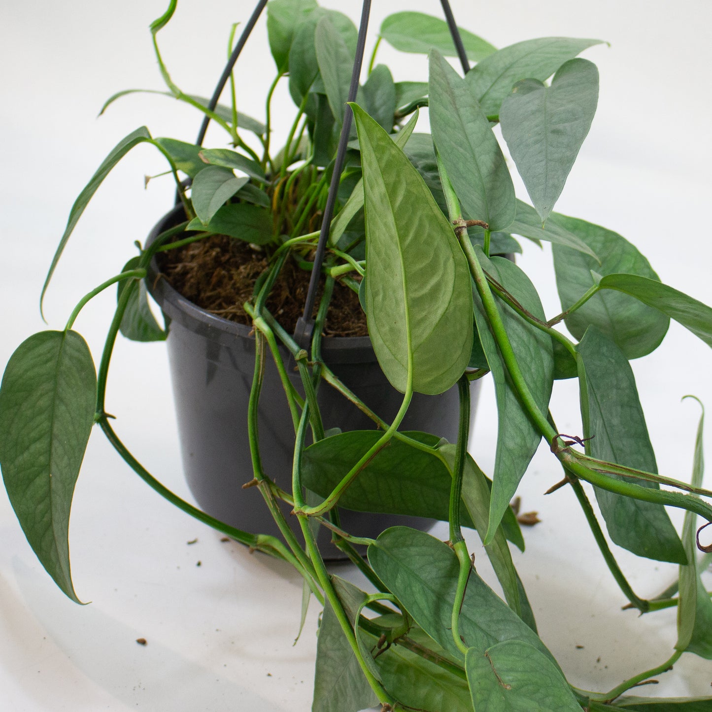 Epipremnum pinnatum 'Cebu Blue' 15cm H20cm