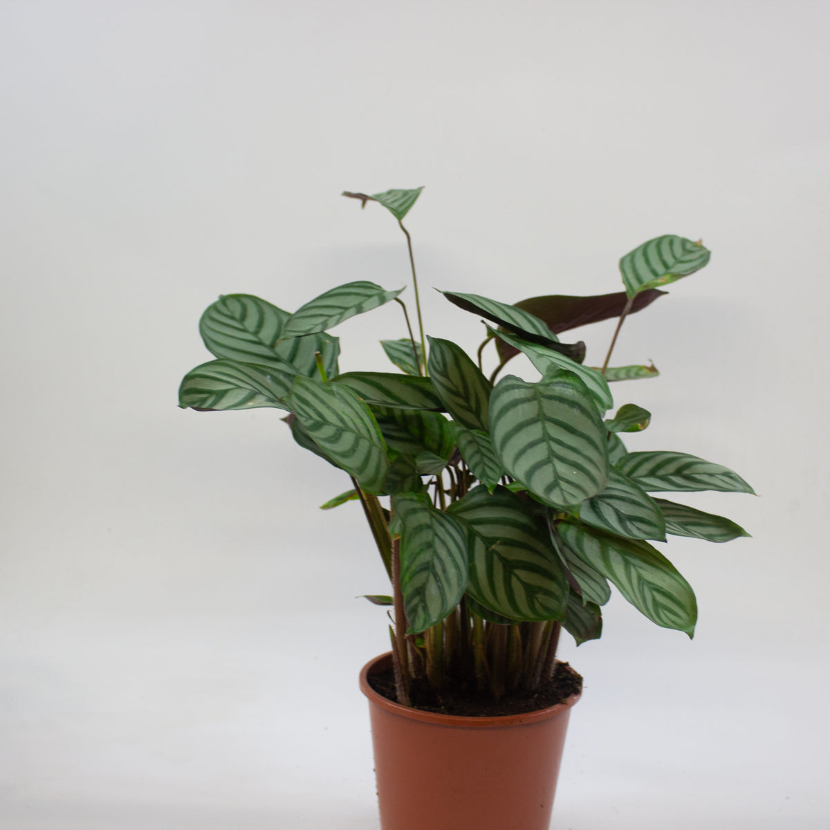 Calathea Choose One on TikTok 17cm H60cm