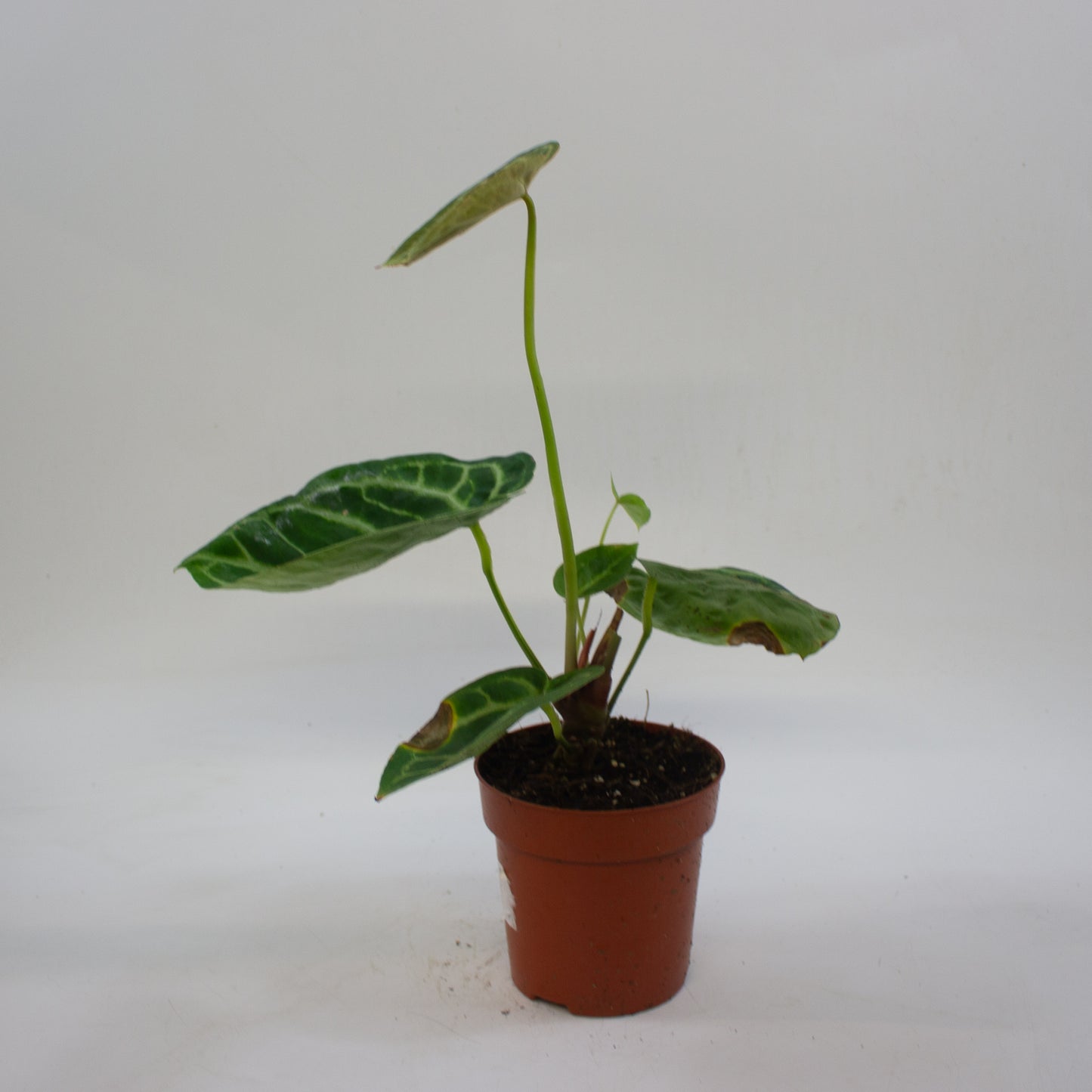 Anthurium 'Silver Blush' 12cm H25cm