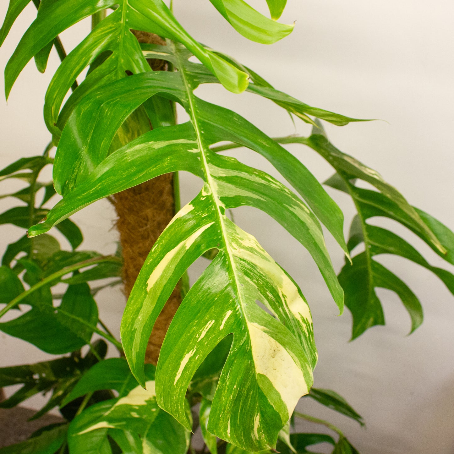 Epipremnum Pinnatum 'Albo Variegata' 24cm H125cm