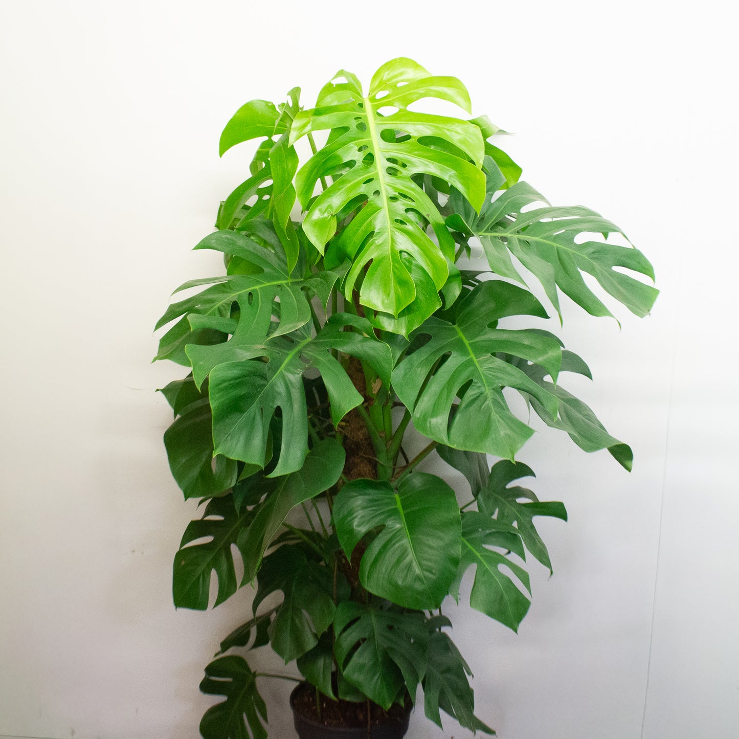 Monstera deliciosa 24cm H180cm