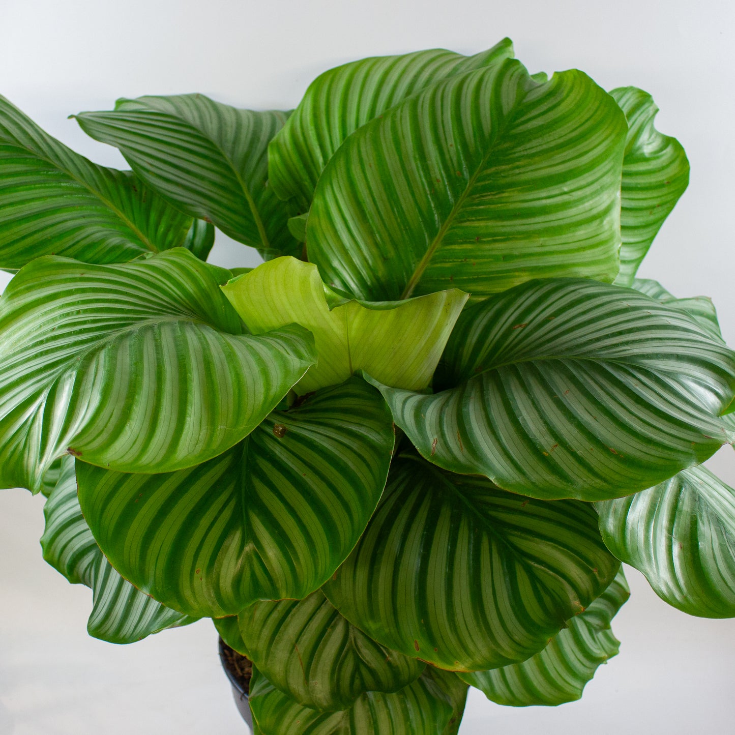Calathea Orbifolia 27cm H80cm