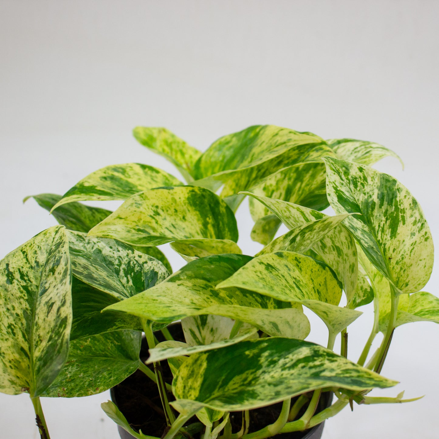 Epipremnum 'Snow Leopard' 12cm H25cm