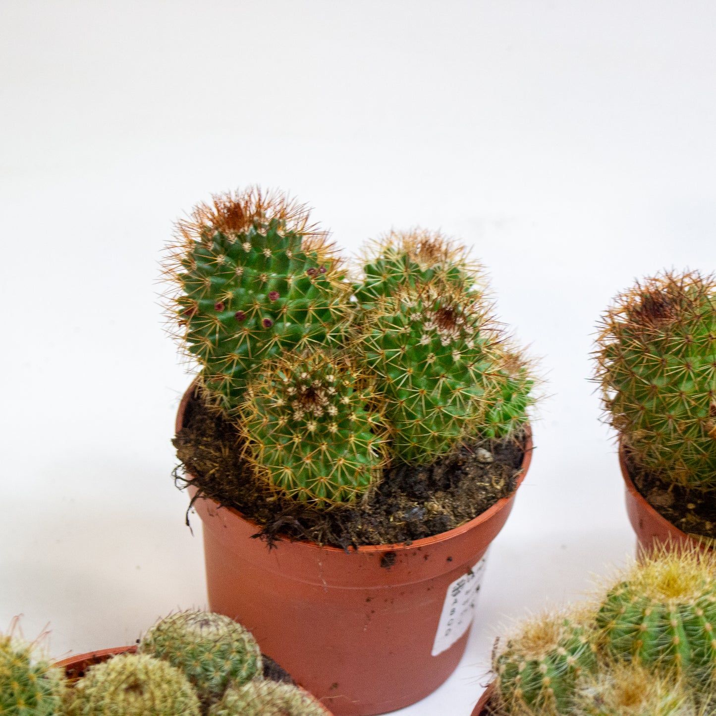Ball cactus Mix Choose one from our selection 10.5cm H14cm