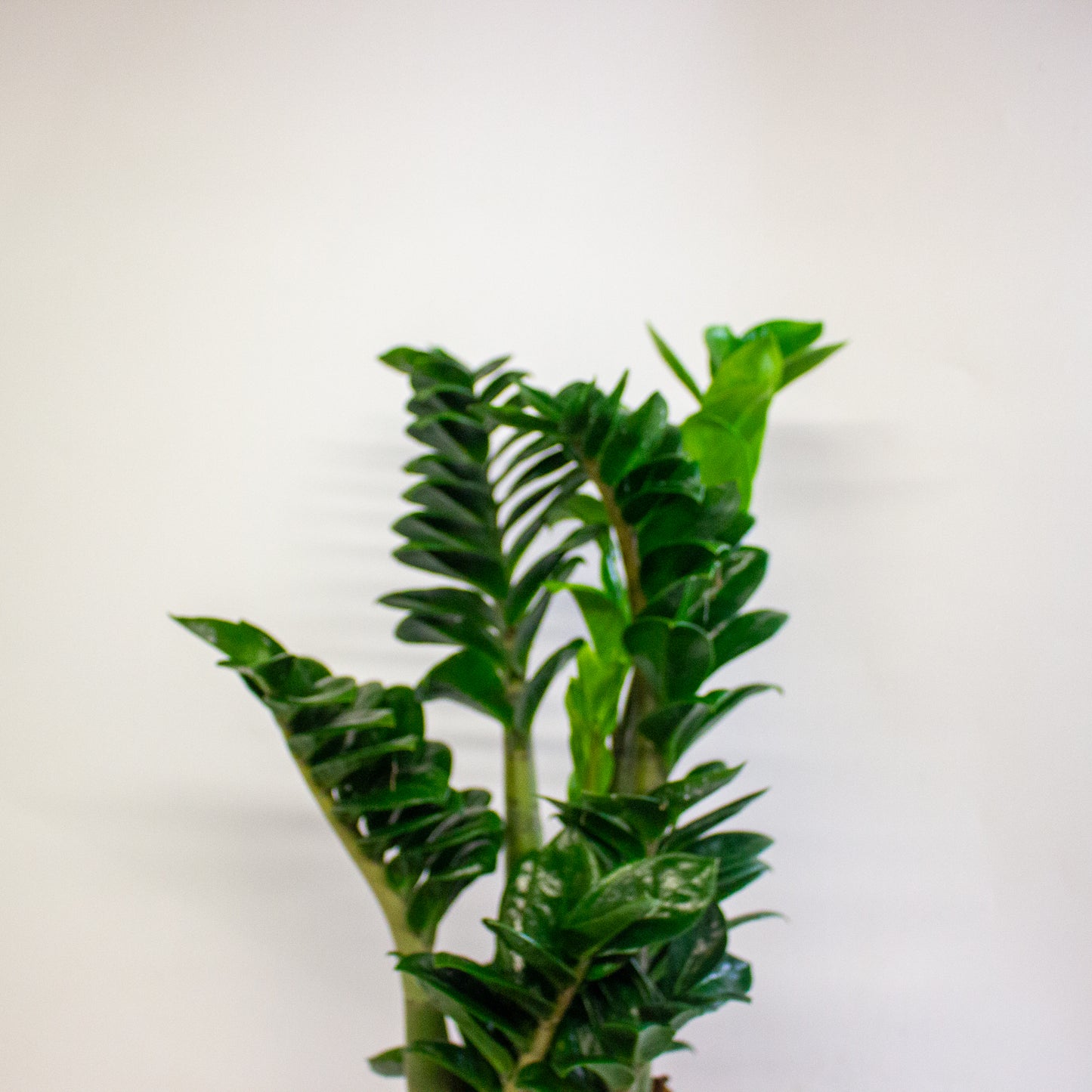 Zamioculcas zamiifolia Zenzi 17cm H55cm