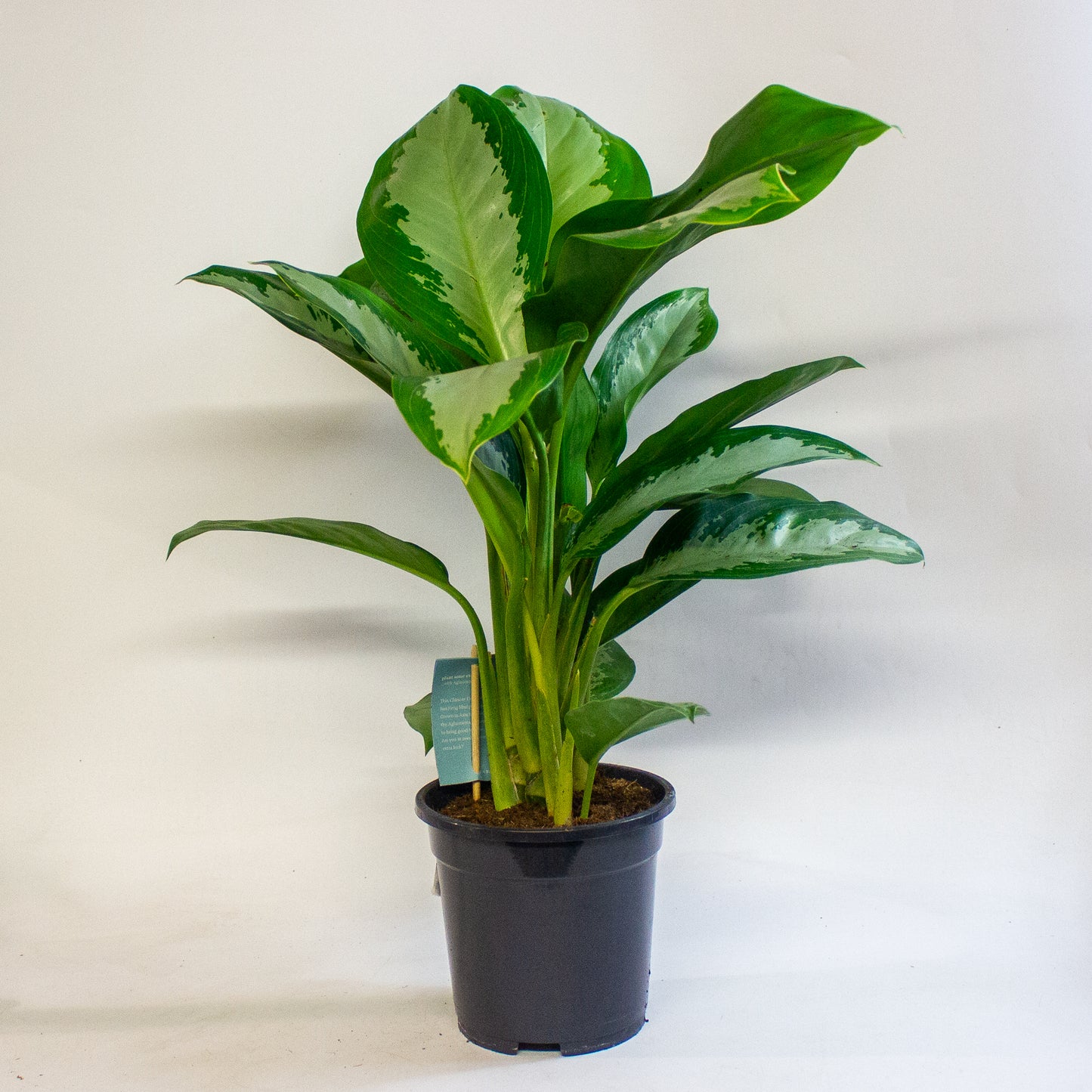 Aglaonema Diamond Bay 17cm H60cm