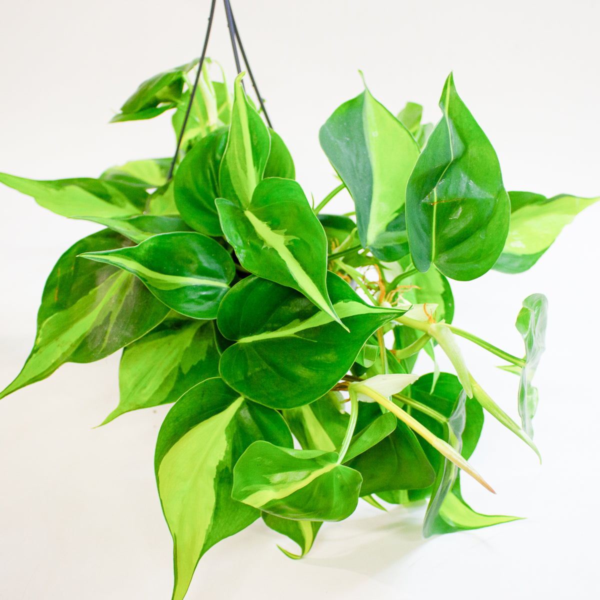 Philodendron Scandens Brasil 15cm H30cm