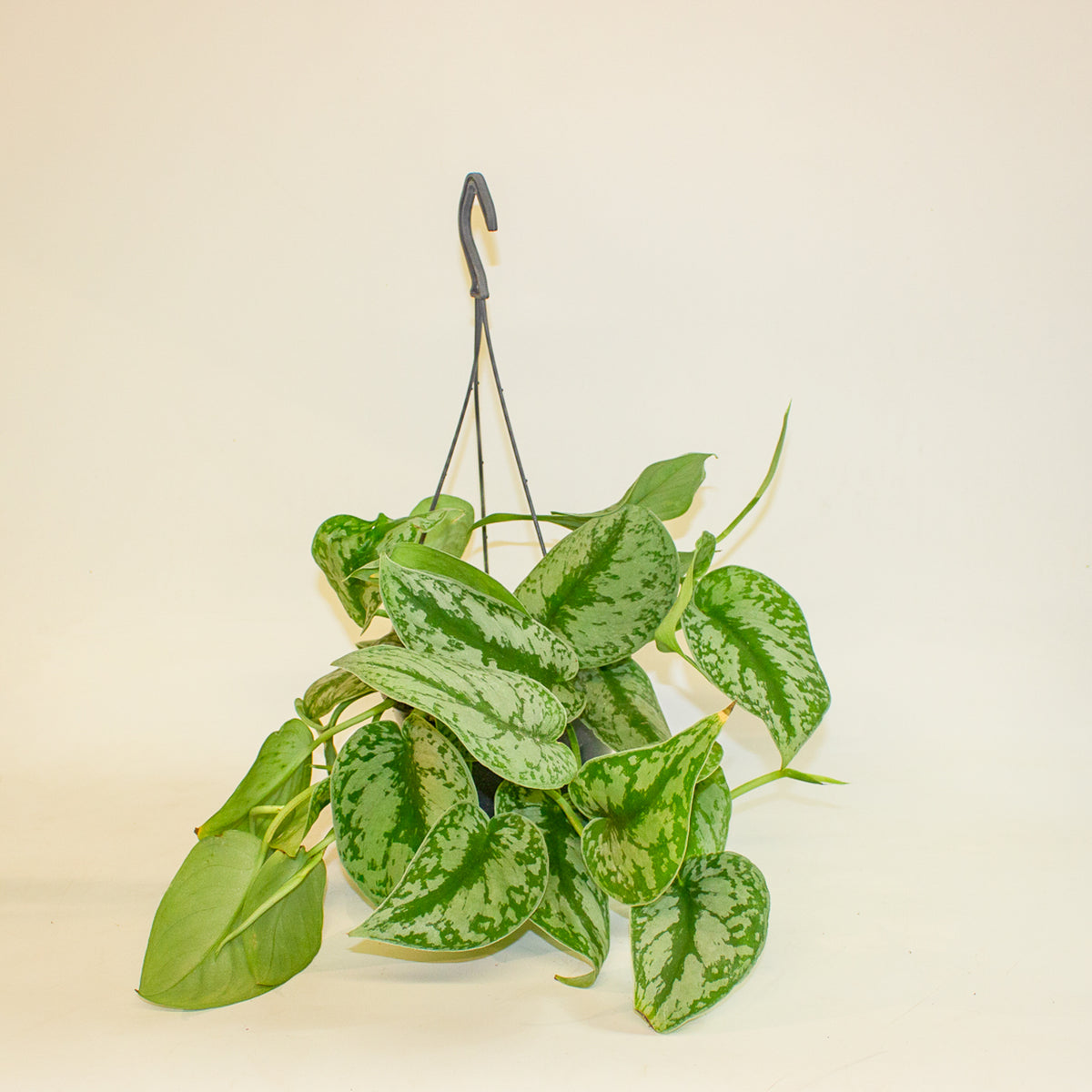 Scindapsus Pictus Trebie 15cm H30cm