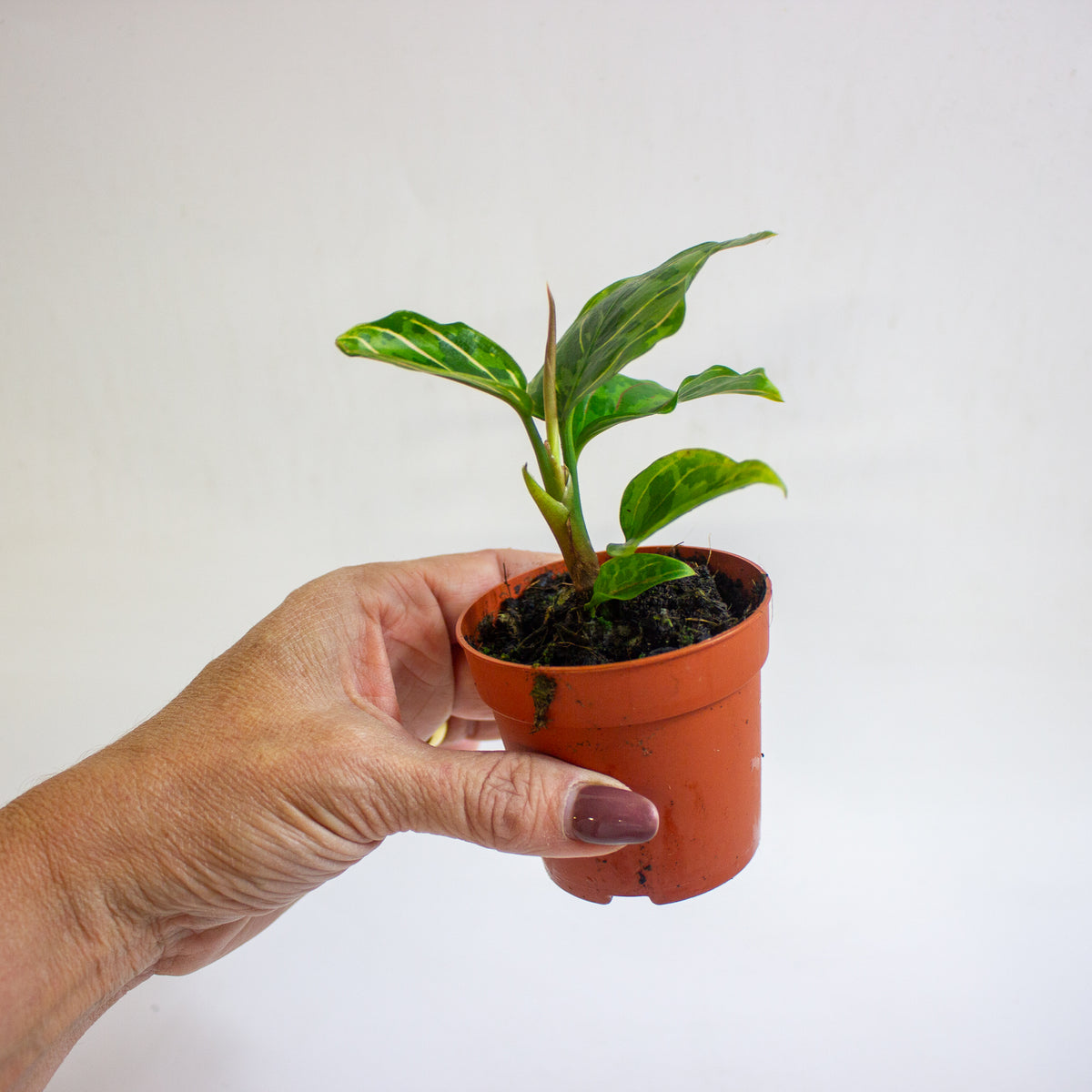 Aglaonema Red Army 7cm H10cm
