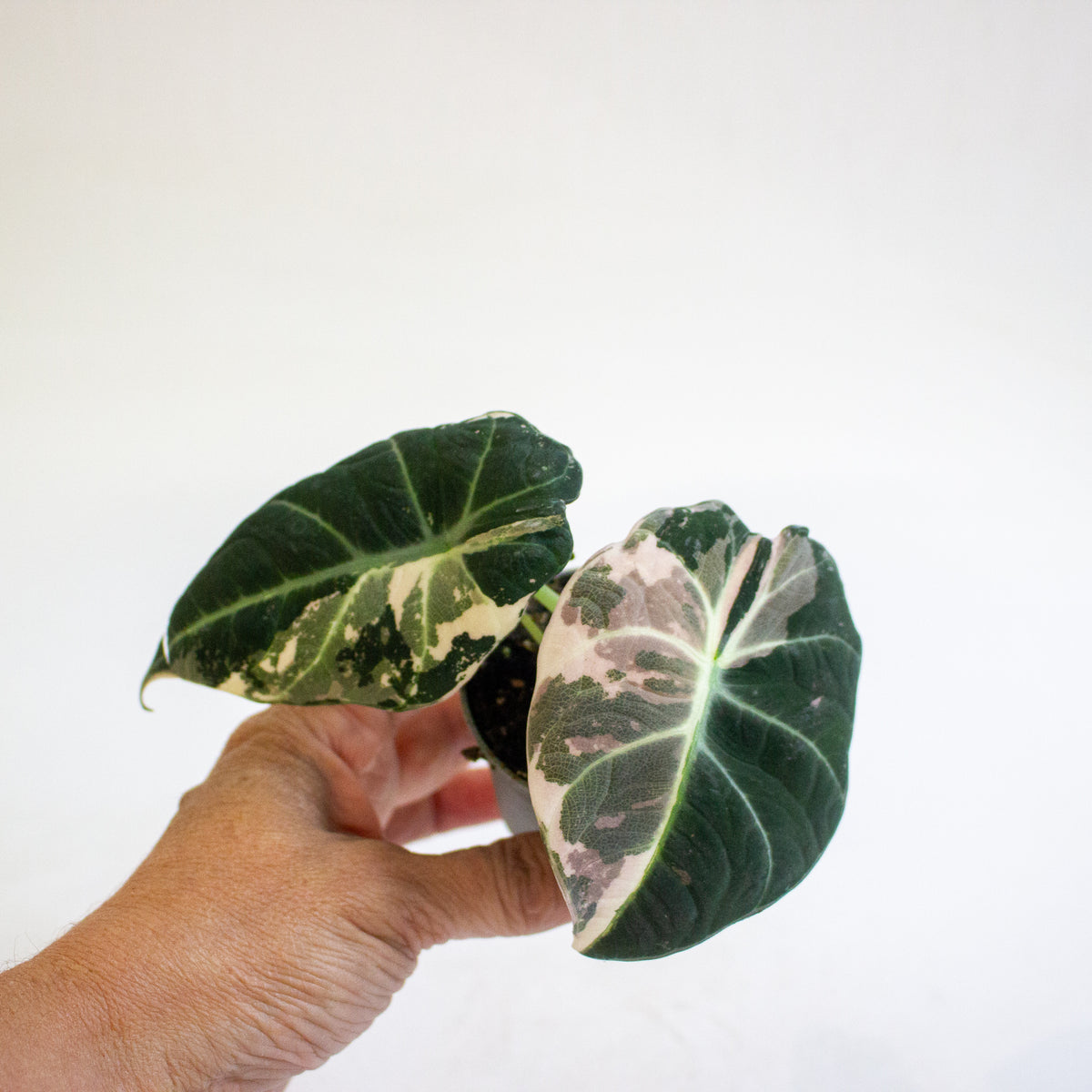Alocasia Black Velvet Pink Variegata 6cm H10cm