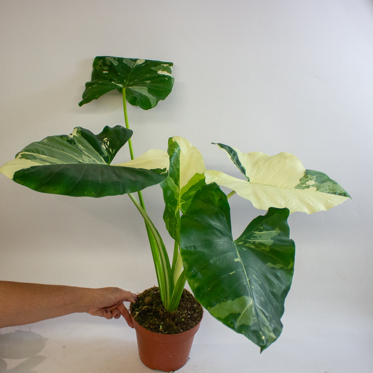 Alocasia macrorrhizos Variegata 17cm H35 - 45cm