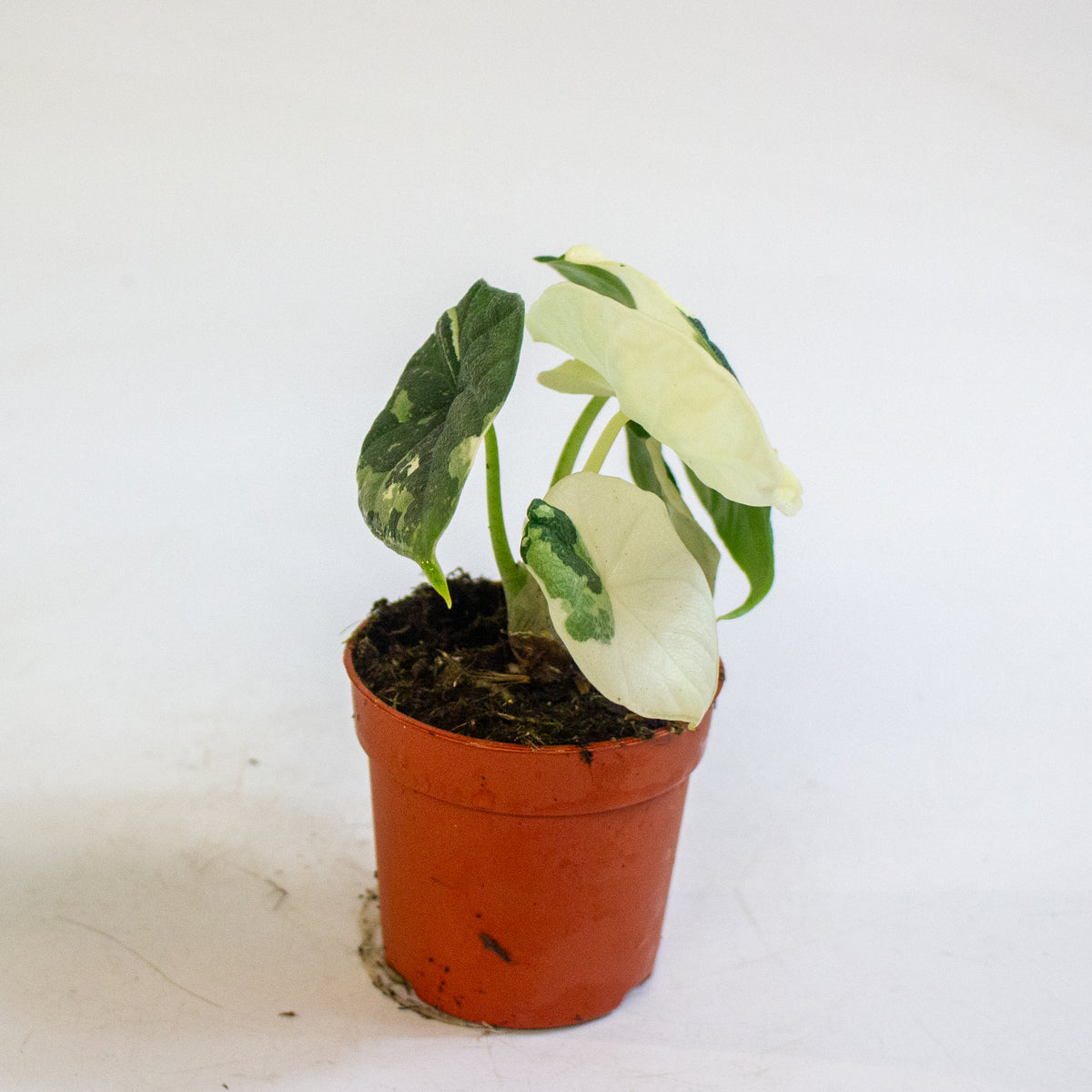 Alocasia melo Variegata 7cm H15cm