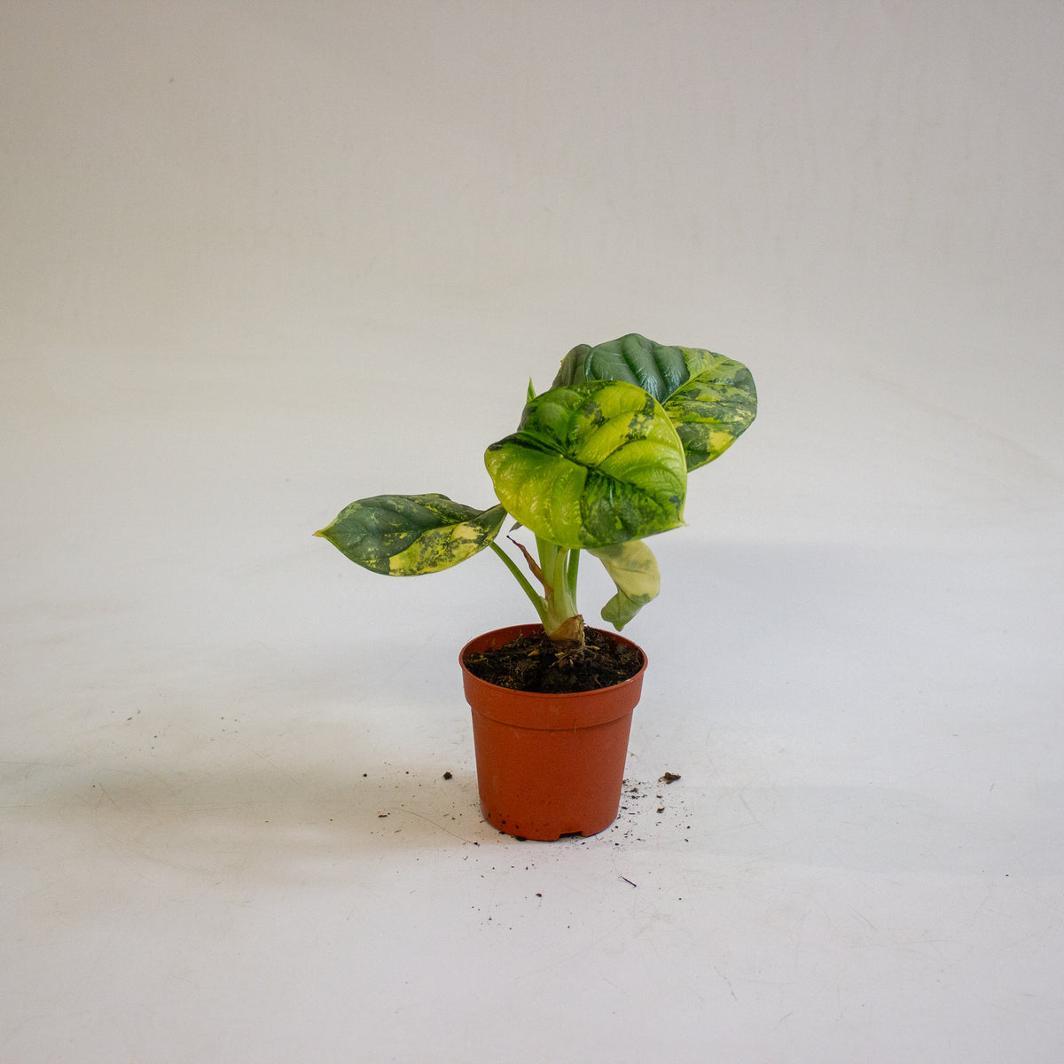 Alocasia Silver Dragon Variegata 7cm H10cm