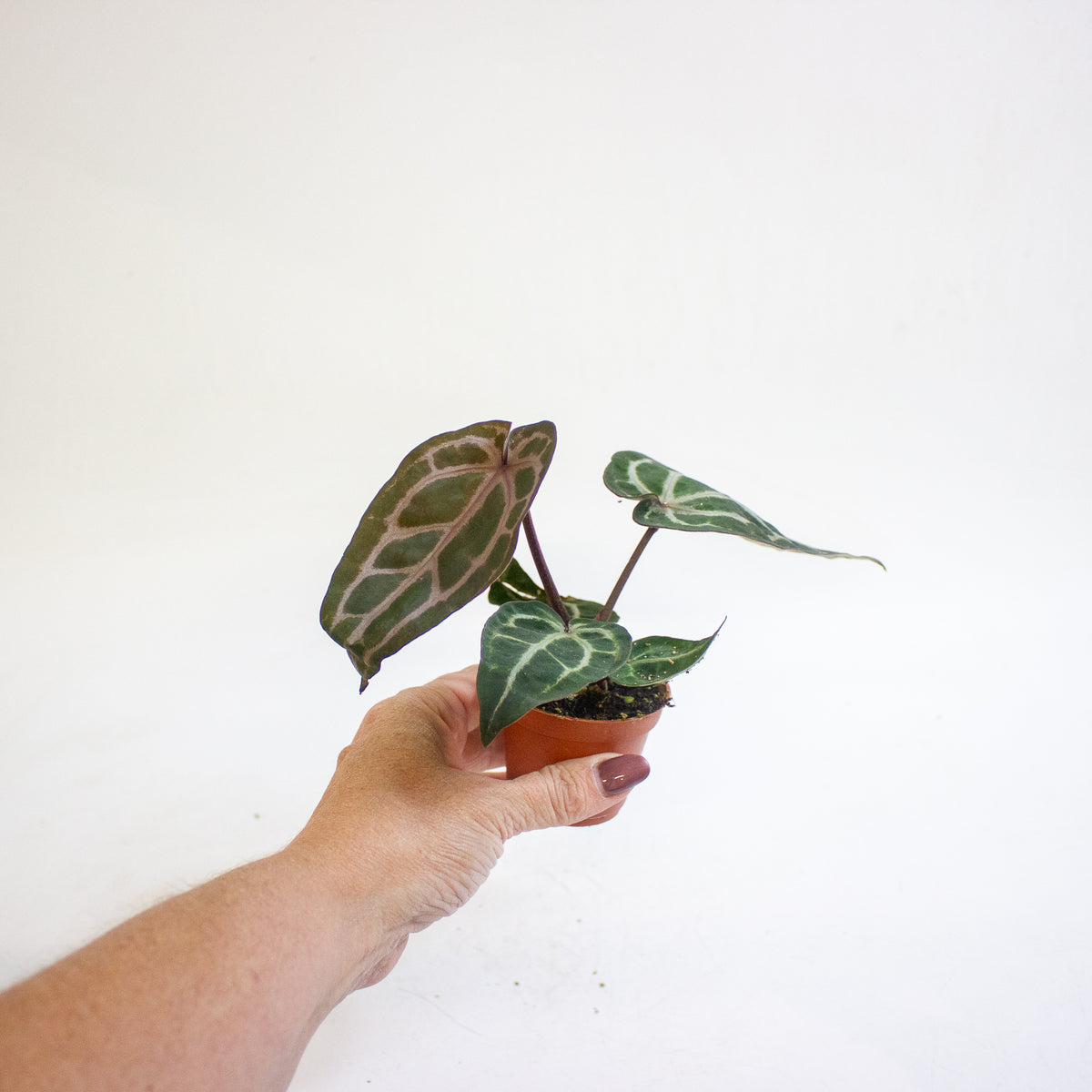 Anthurium Red Crystallinum 6cm H20cm