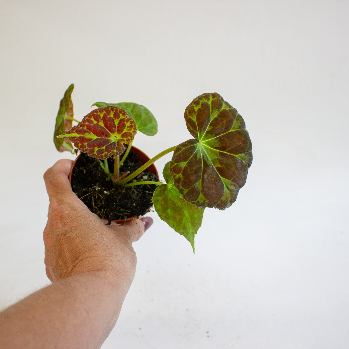 Begonia barsalouxiae 8cm H12cm