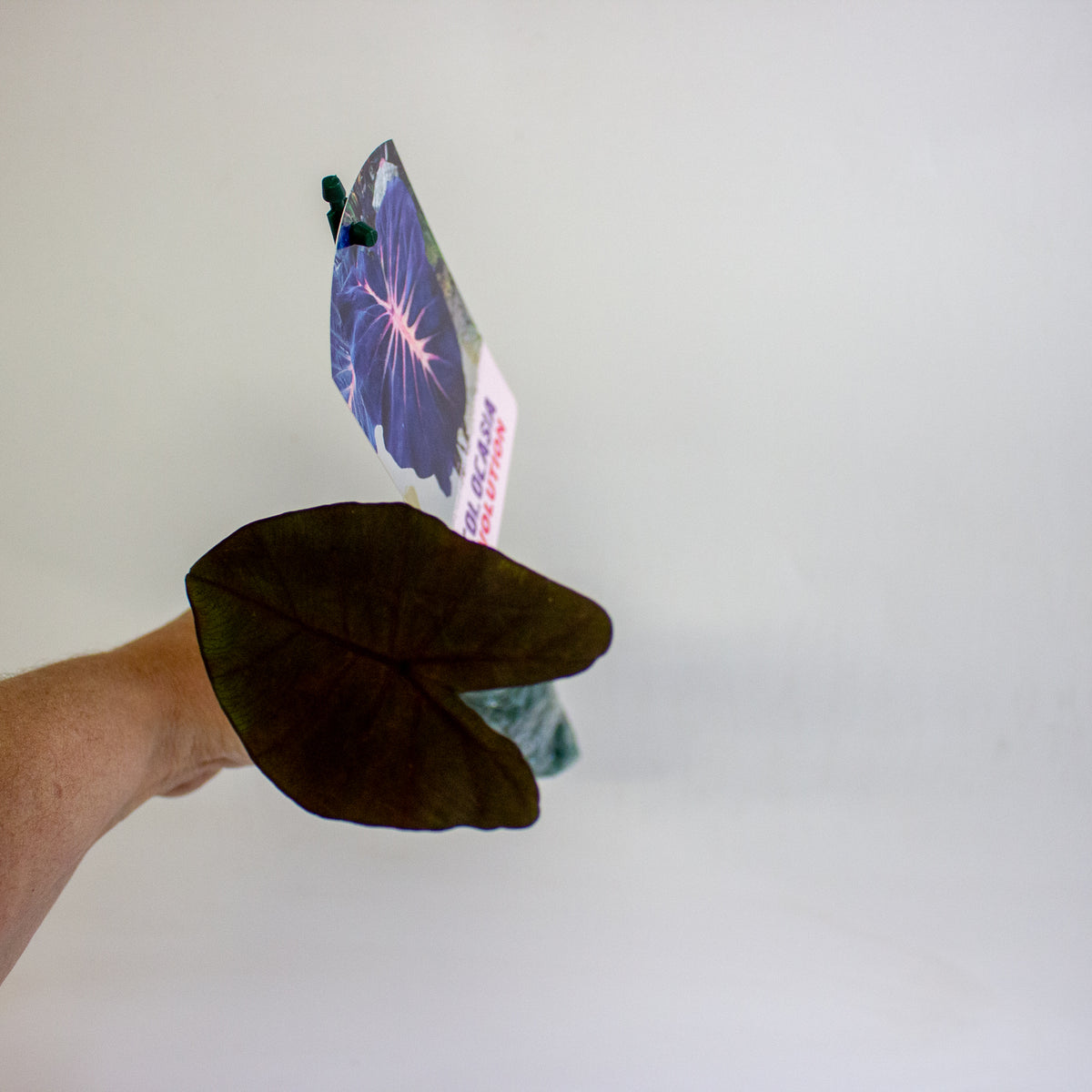 Colocasia Evolution 3cm H15cm