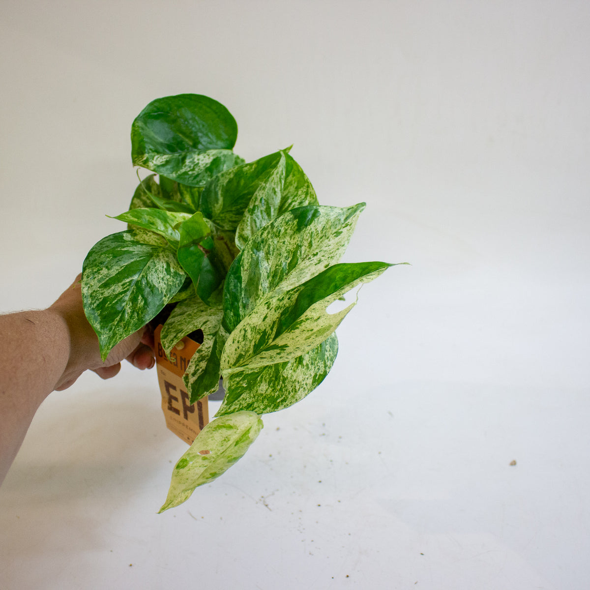 Epipremnum pinnatum Marble King 12cm H20cm