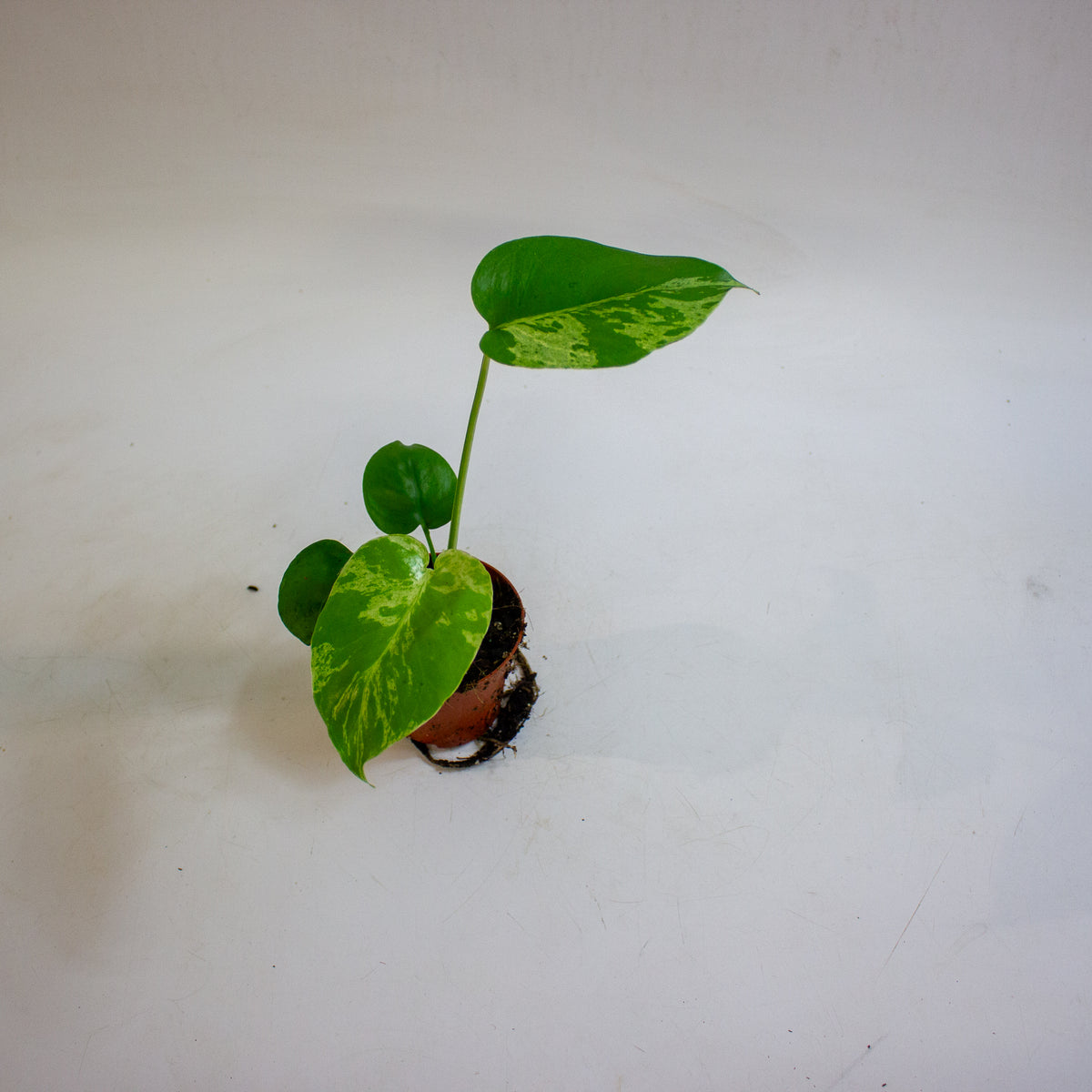 Monstera deliciosa Bulbasaur 8cm H10cm