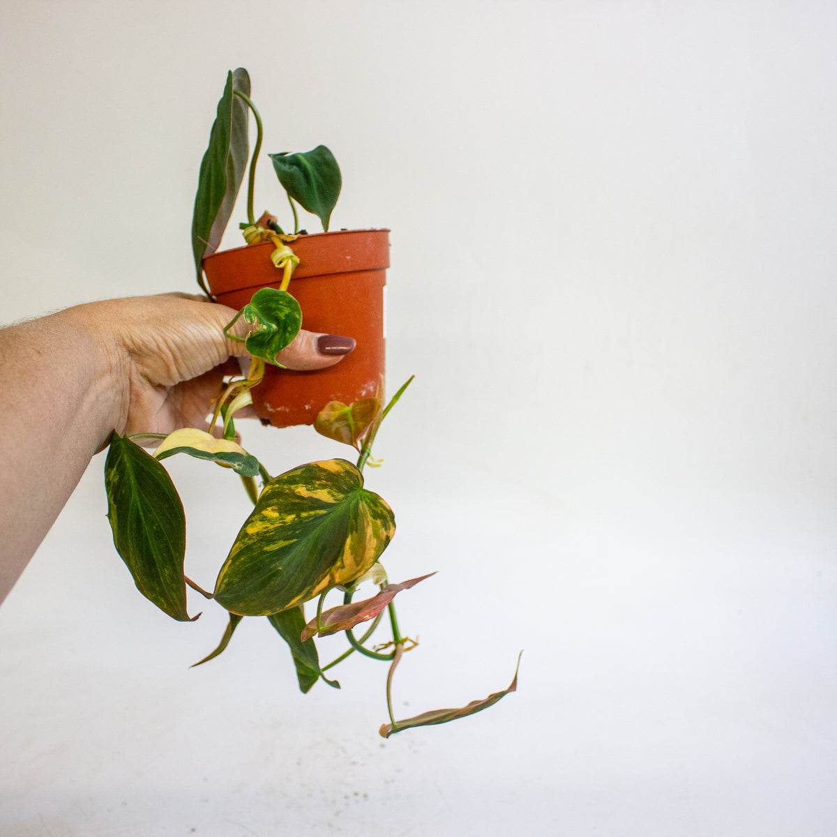 Philodendron micans Variegata 9cm H15cm