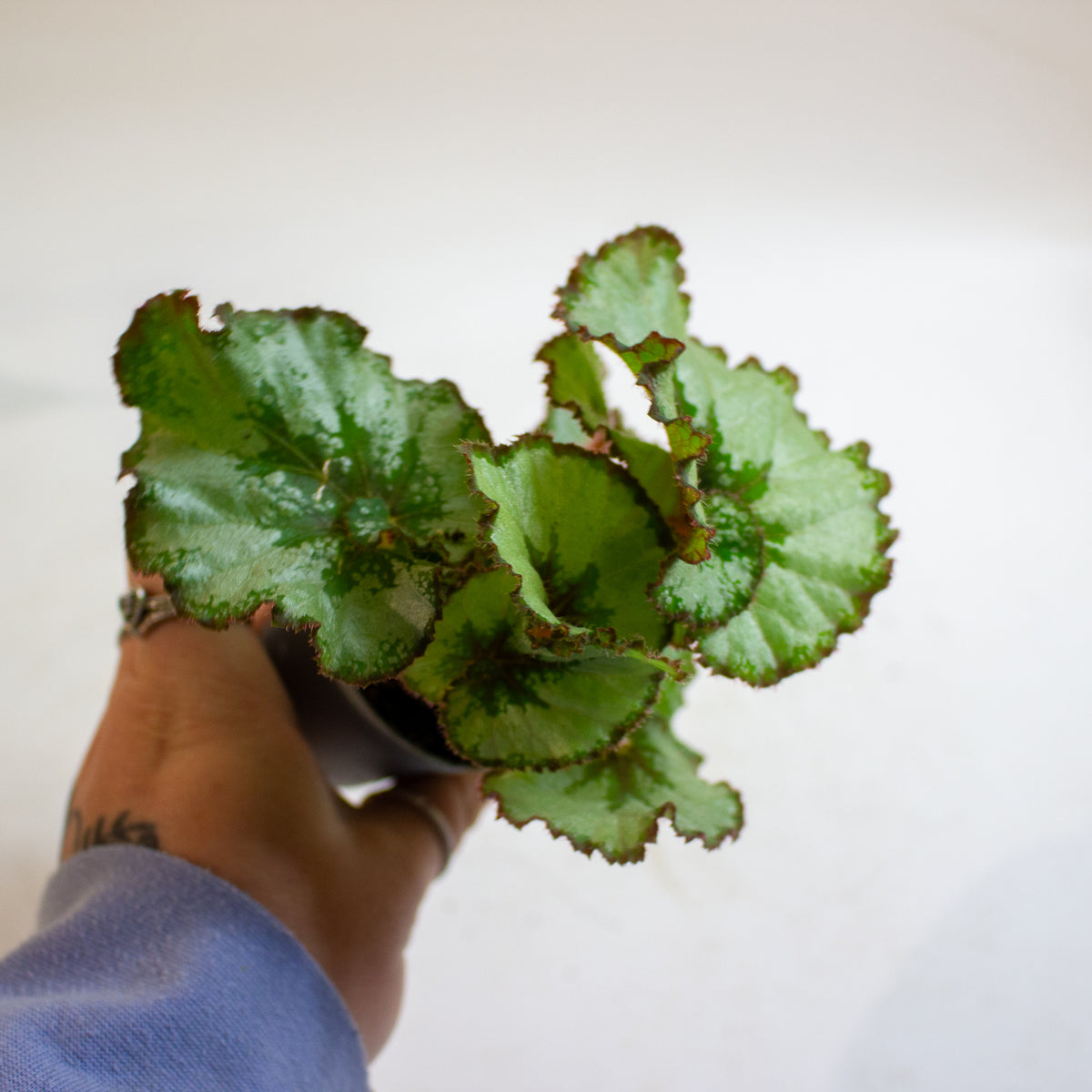 Begonia Rex Escargot 6cm H15cm
