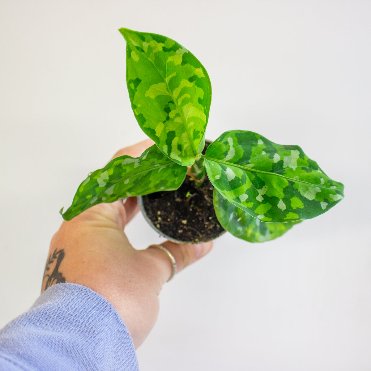 Aglaonema Pictum Tricolor 6cm H15cm