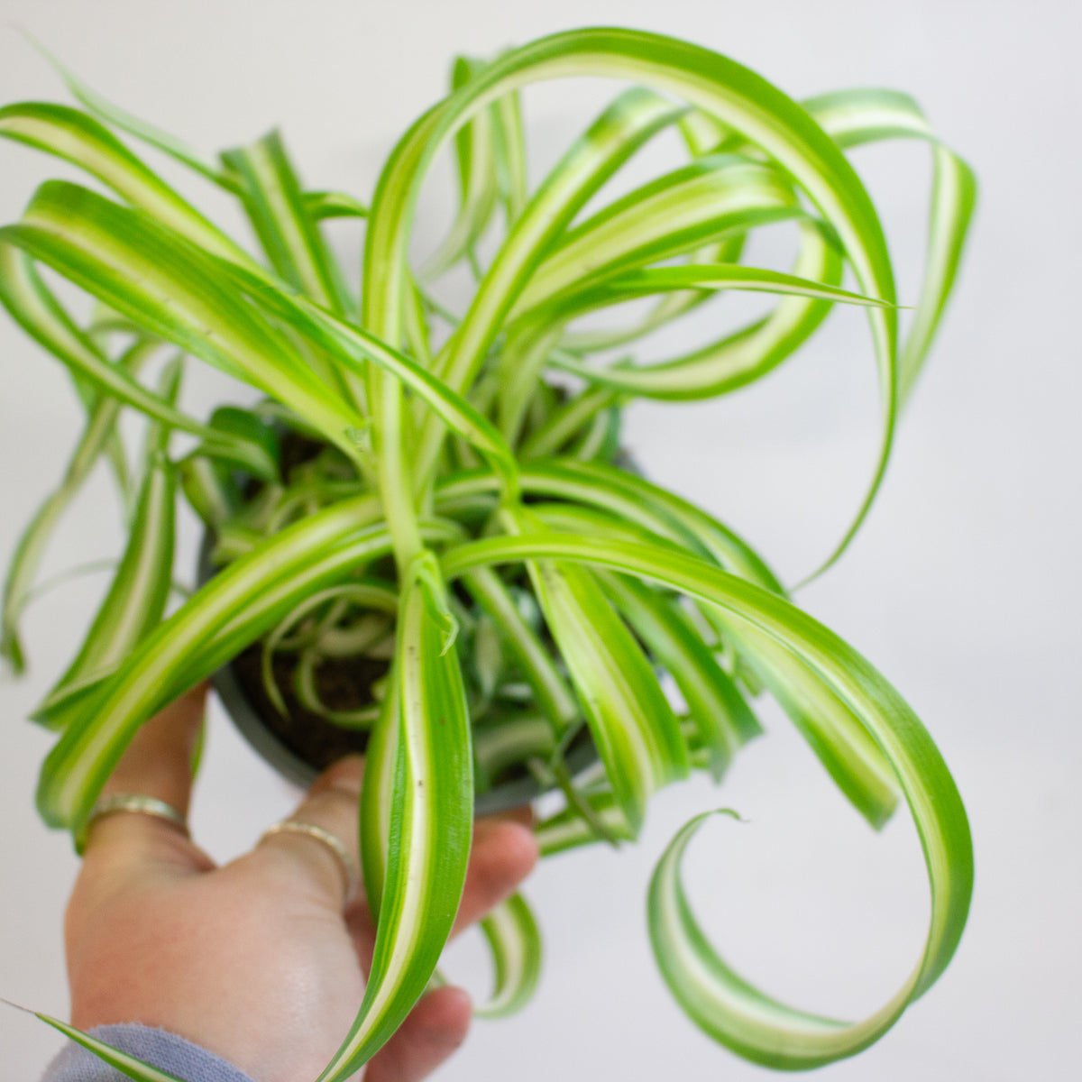 Chlorophytum Bonnie 12cm H20cm