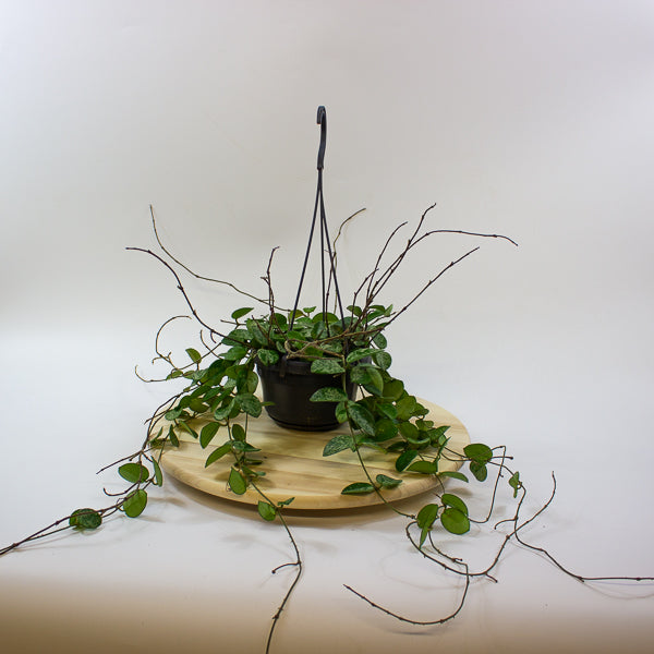 Hoya Mathilde Splash 14cm H40cm