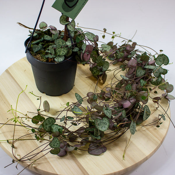 Ceropegia woodii 12cm H30cm
