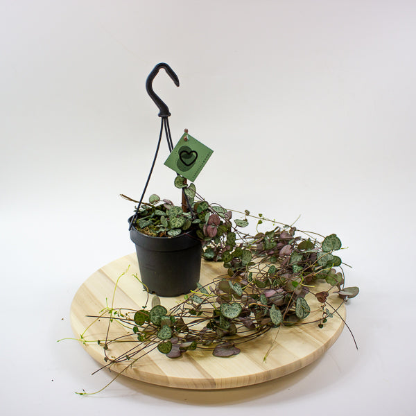 Ceropegia woodii 12cm H30cm