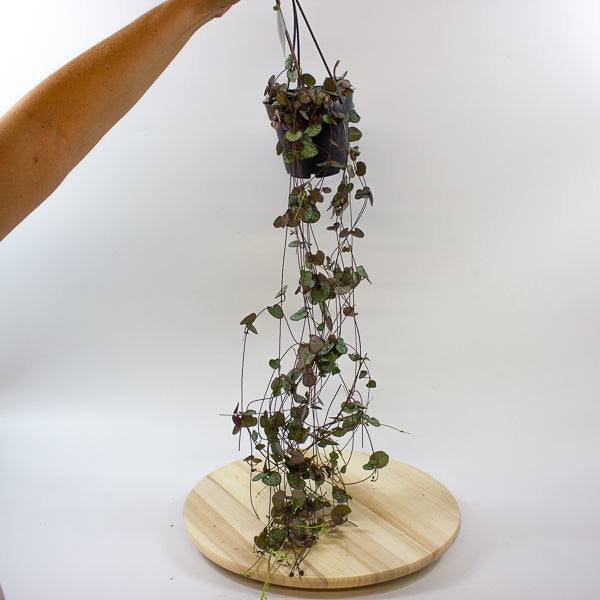 Ceropegia woodii 12cm H30cm