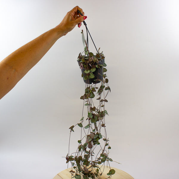 Ceropegia woodii 12cm H30cm
