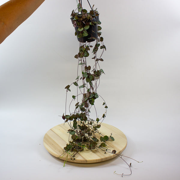 Ceropegia woodii 12cm H30cm