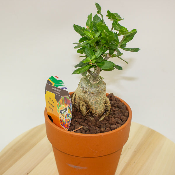 Fockea edulis 15cm H27.5cm