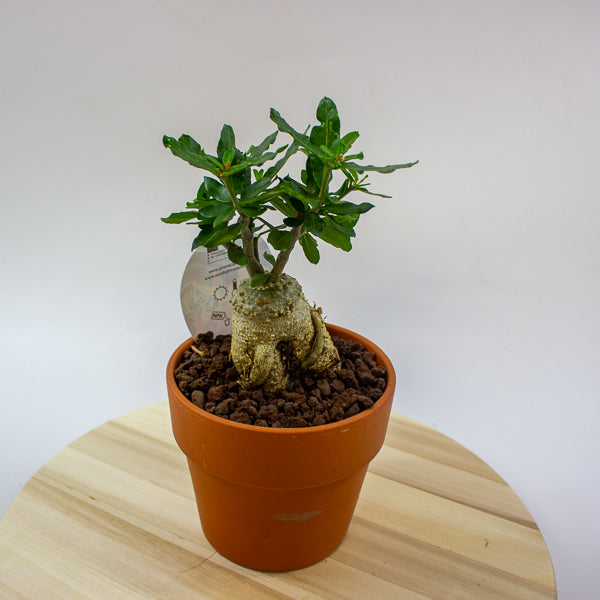 Fockea edulis 15cm H27.5cm