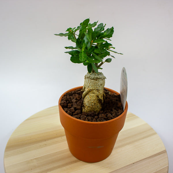 Fockea edulis 15cm H27.5cm