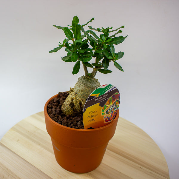 Fockea edulis 15cm H27.5cm