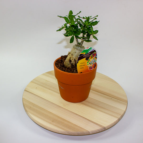 Fockea edulis 15cm H27.5cm