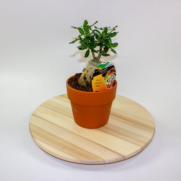 Fockea edulis 15cm H27.5cm