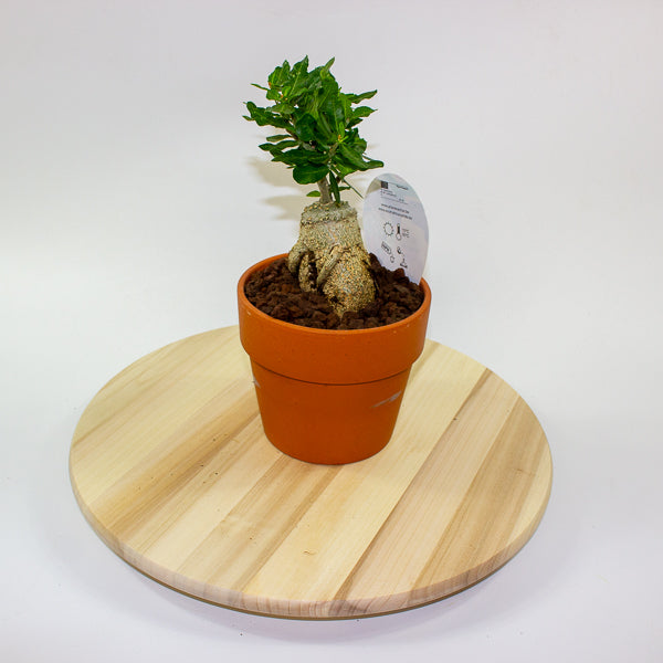 Fockea edulis 15cm H27.5cm