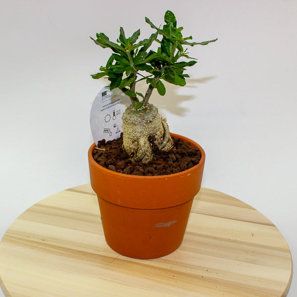 Fockea edulis 15cm H27.5cm