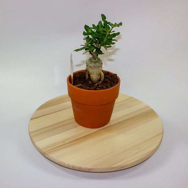 Fockea edulis 15cm H27.5cm