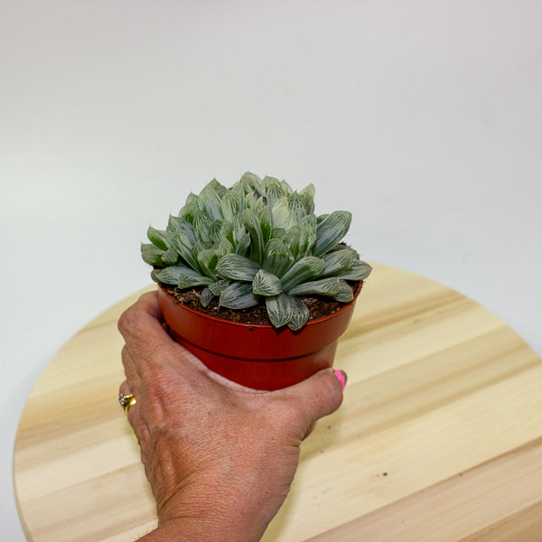 Haworthia cooperi pilifera Silver Swirl 10.5cm H11cm