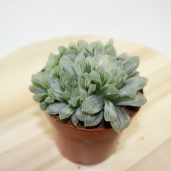 Haworthia cooperi pilifera Silver Swirl 10.5cm H11cm