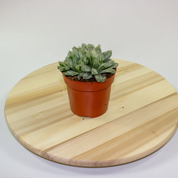 Haworthia cooperi pilifera Silver Swirl 10.5cm H11cm