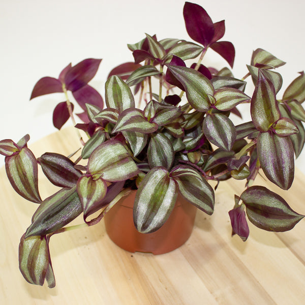 Tradescantia zebrina Violet Hill 12cm H17cm